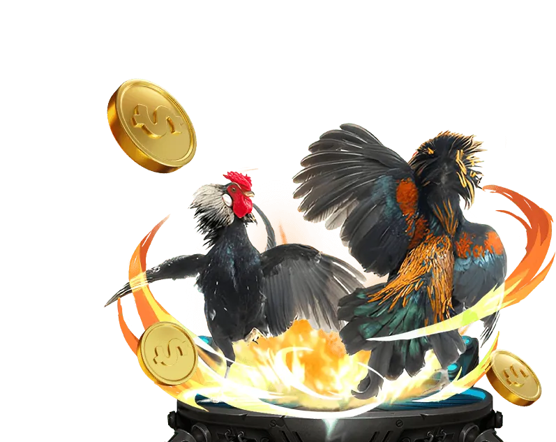 Gà chọi đang thi đấu kịch tính tại f168y đăng nhập